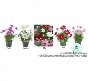 Hạt Giống Hoa Cúc Sao Nháy Lùn 30cm CASANOVA Mix