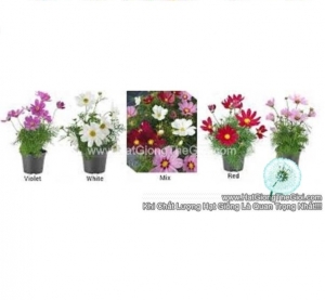 hat giong hoa cuc sao nhay lun 30cm casanova mix
