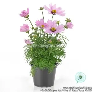 Hạt Giống Hoa Cúc Sao Nháy Lùn 30cm CASANOVA Pink
