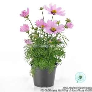 hat giong hoa cuc sao nhay lun 30cm casanova pink