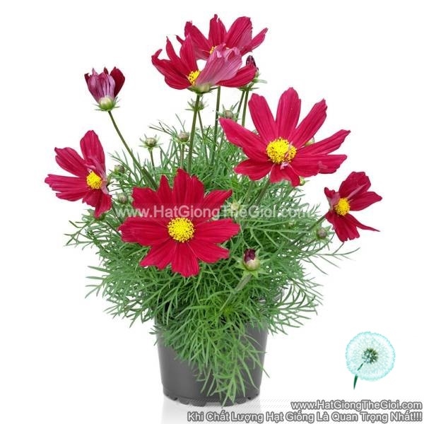 hat giong hoa cuc sao nhay lun 30cm casanova red