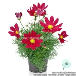 Hạt Giống Hoa Cúc Sao Nháy Lùn 30cm CASANOVA Red
