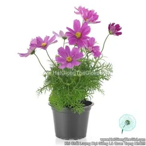 Hạt Giống Hoa Cúc Sao Nháy Lùn 30cm CASANOVA Violet