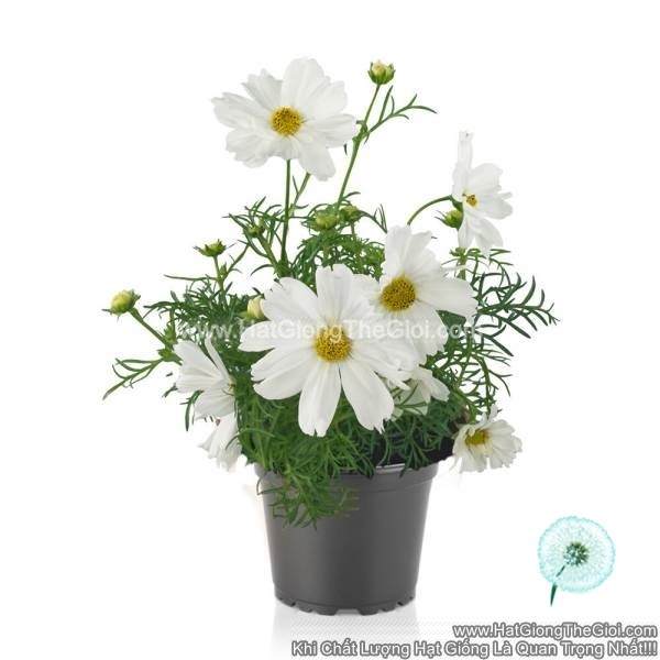 hat giong hoa cuc sao nhay lun 30cm casanova white