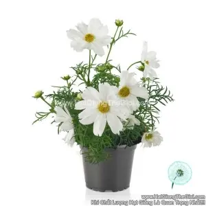 Hạt Giống Hoa Cúc Sao Nháy Lùn 30cm CASANOVA White