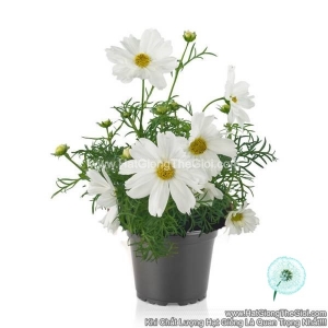 hat giong hoa cuc sao nhay lun 30cm casanova white