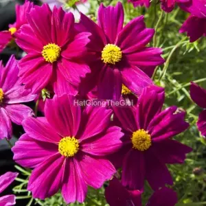Hạt Giống Hoa Cúc Sao Nháy Lùn 60cm APOLLO Carmine