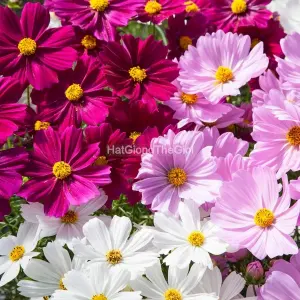 Hạt Giống Hoa Cúc Sao Nháy Lùn 60cm APOLLO Mix