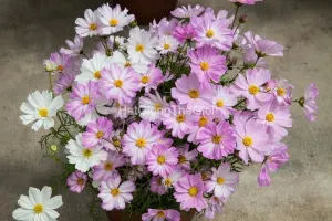 Hạt Giống Hoa Cúc Sao Nháy Lùn 60cm APOLLO LoveSong