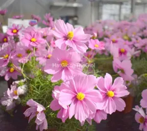 Hạt Giống Hoa Cúc Sao Nháy Lùn 60cm APOLLO Pink