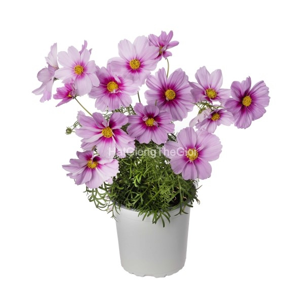 hat giong hoa cuc sao nhay lun 60cm apollo rose w eye