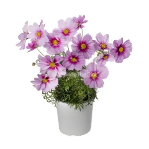 Hạt Giống Hoa Cúc Sao Nháy Lùn 60cm APOLLO Rose w Eye