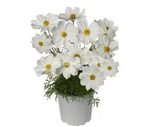Hạt Giống Hoa Cúc Sao Nháy Lùn 60cm APOLLO White
