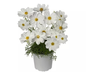 hat giong hoa cuc sao nhay lun 60cm apollo white