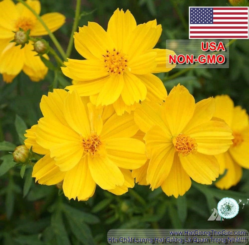 hat giong hoa cuc sao nhay lun kep   vang  cosmos