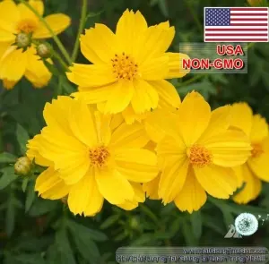 Hạt Giống Hoa Cúc Sao Nháy Lùn Kép - Vàng (Cosmos)