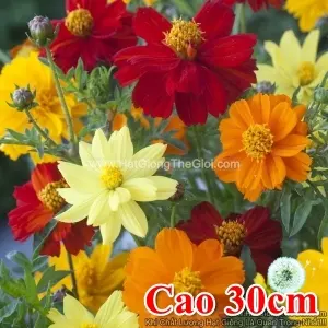 Hạt Giống Hoa Cúc Sao Nháy Siêu Lùn 30cm KÉP Mix