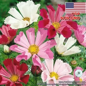 Hạt Giống Hoa Cúc Sao Nháy - Vỏ Sò Mix (Cosmos)