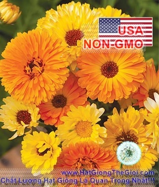 hat giong hoa cuc su si   lun mix 30cm  calendula officinalis