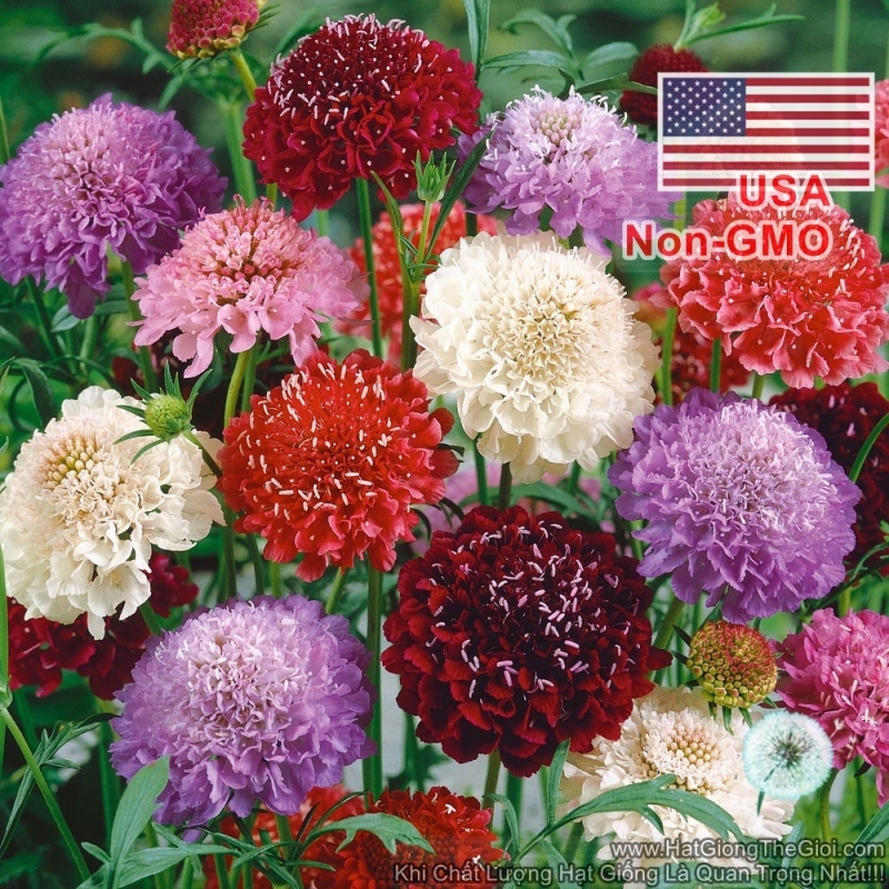 hat giong hoa cuc tai tho cau lua scabiosa mix mau  scabiosa