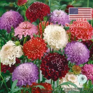 Hạt Giống Hoa Cúc Tai Thỏ Cầu Lửa Scabiosa Mix Màu (Scabiosa)