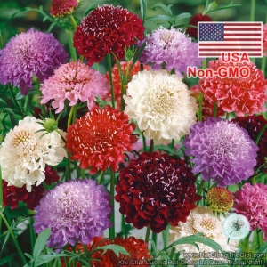 hat giong hoa cuc tai tho cau lua scabiosa mix mau  scabiosa