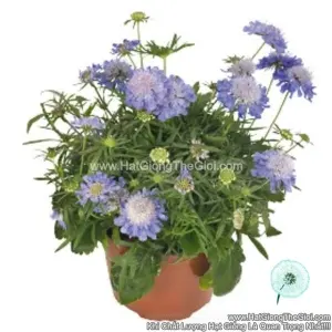 Hạt Giống Hoa Cúc Tai Thỏ Trồng Chậu TG260 Blue