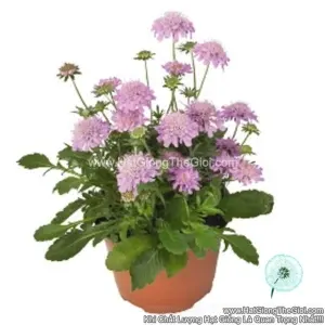 Hạt Giống Hoa Cúc Tai Thỏ Trồng Chậu TG260 Rose