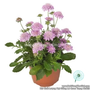 hat giong hoa cuc tai tho trong chau tg260 rose