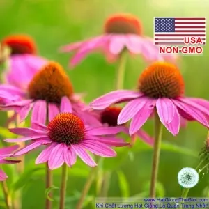 Hạt Giống Hoa Cúc Trái Thông - Purple (Echinacea purpurpea)