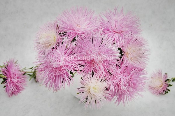 hat giong hoa cuc tua f1 valkyrie light rose