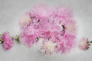 Hạt Giống Hoa Cúc Tua F1 Valkyrie Light Rose