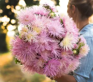 Hạt Giống Hoa Cúc Tua F1 Valkyrie Rose
