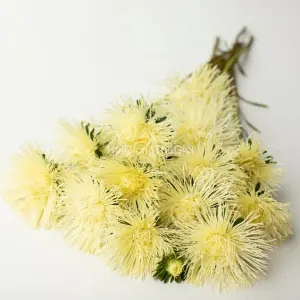 Hạt Giống Hoa Cúc Tua F1 Valkyrie Yellow