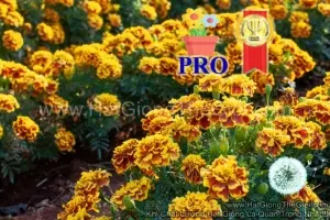 Hạt Giống Hoa Cúc Vạn Thọ Ban Mai F1Pro 20CM TG170