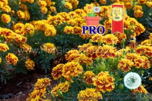 hat giong hoa cuc van tho ban mai f1pro 20cm tg170