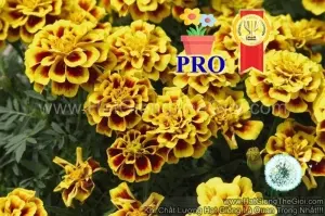 Hạt Giống Hoa Cúc Vạn Thọ Ban Mai F1Pro 30CM TG169