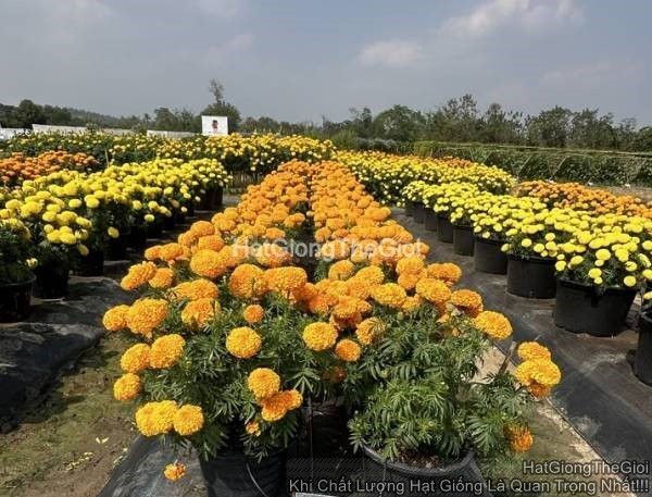 hat giong hoa cuc van tho bongto tg391 cam