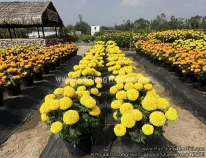 Hạt Giống Hoa Cúc Vạn Thọ BongTo TG391 Vàng Chanh