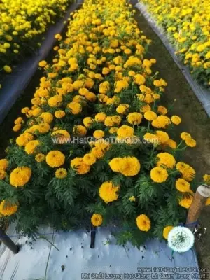 Hạt Giống Hoa Cúc Vạn Thọ Cao Lỡ GOLD Sai Bông F1 TG45