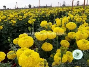 Hạt Giống Hoa Cúc Vạn Thọ Cao Vàng Sai Bông F1 TG71