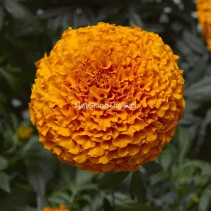 Hạt Giống Hoa Cúc Vạn Thọ INCA II Deep Orange