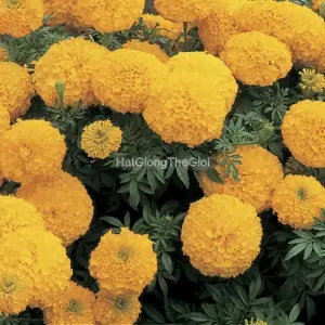 Hạt Giống Hoa Cúc Vạn Thọ INCA II Gold