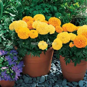 Hạt Giống Hoa Cúc Vạn Thọ INCA II Mix
