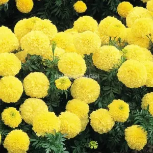 Hạt Giống Hoa Cúc Vạn Thọ INCA II PrimRose