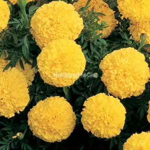 Hạt Giống Hoa Cúc Vạn Thọ INCA II Yellow