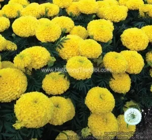 Hạt Giống Hoa Cúc Vạn Thọ Cao Lỡ Vàng Sai Bông F1 TG44