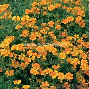 Hạt Giống Hoa Cúc Vạn Thọ Mini Orange