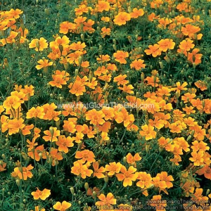 hat giong hoa cuc van tho mini orange