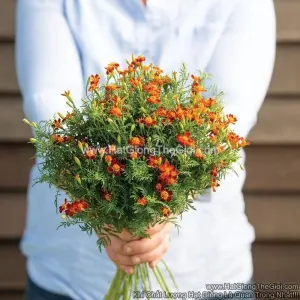 Hạt Giống Hoa Cúc Vạn Thọ Mini Red